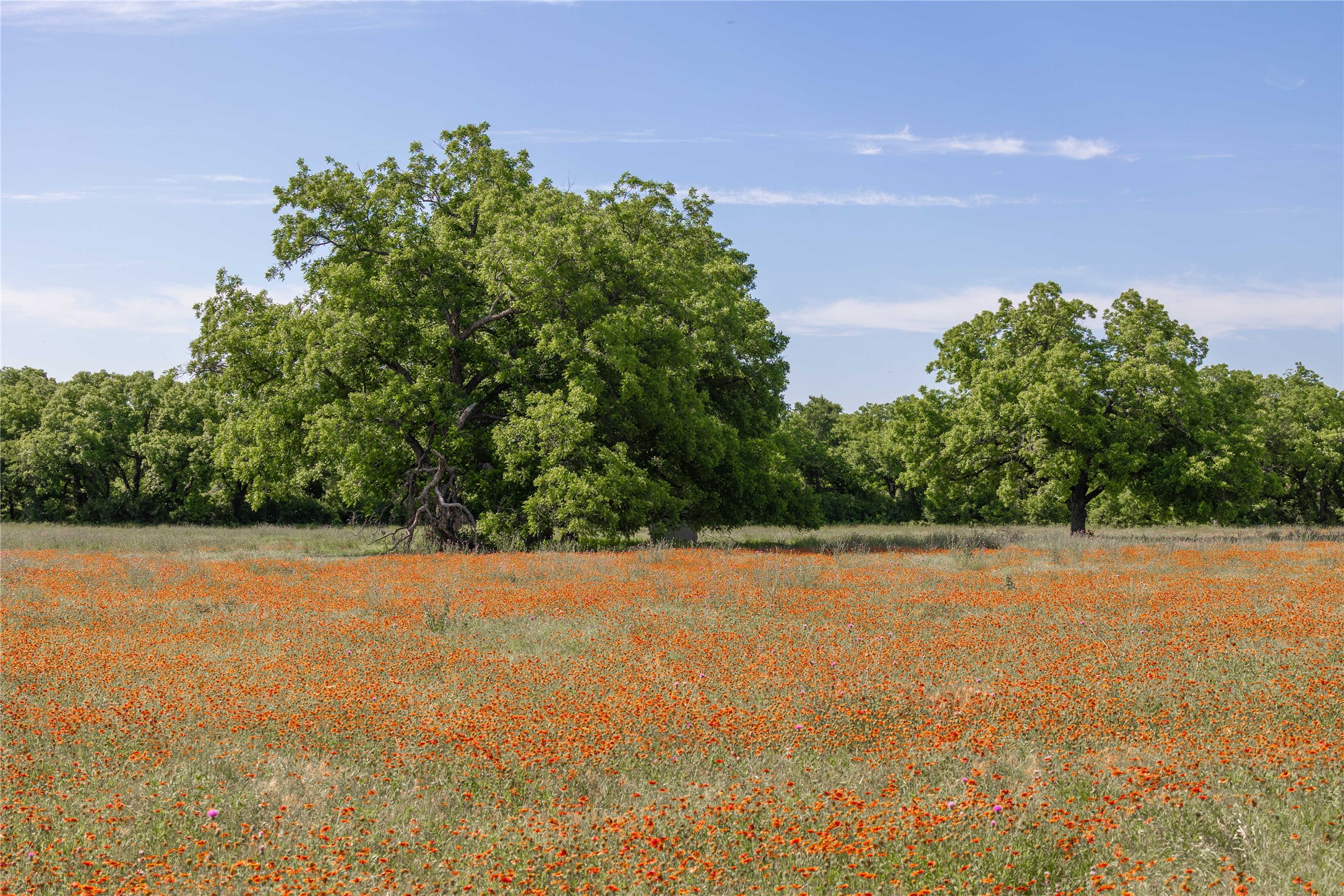 92.195 Acres TBD County Road 434, De Leon, TX, 76446