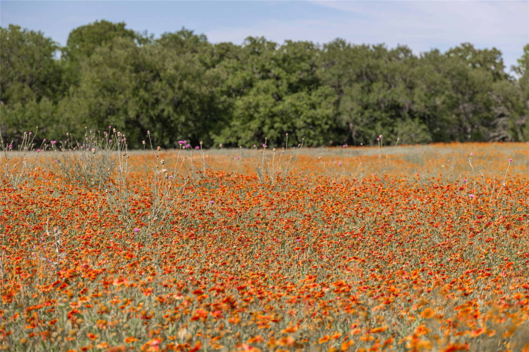 92.195 Acres TBD County Road 434, De Leon, TX, 76446