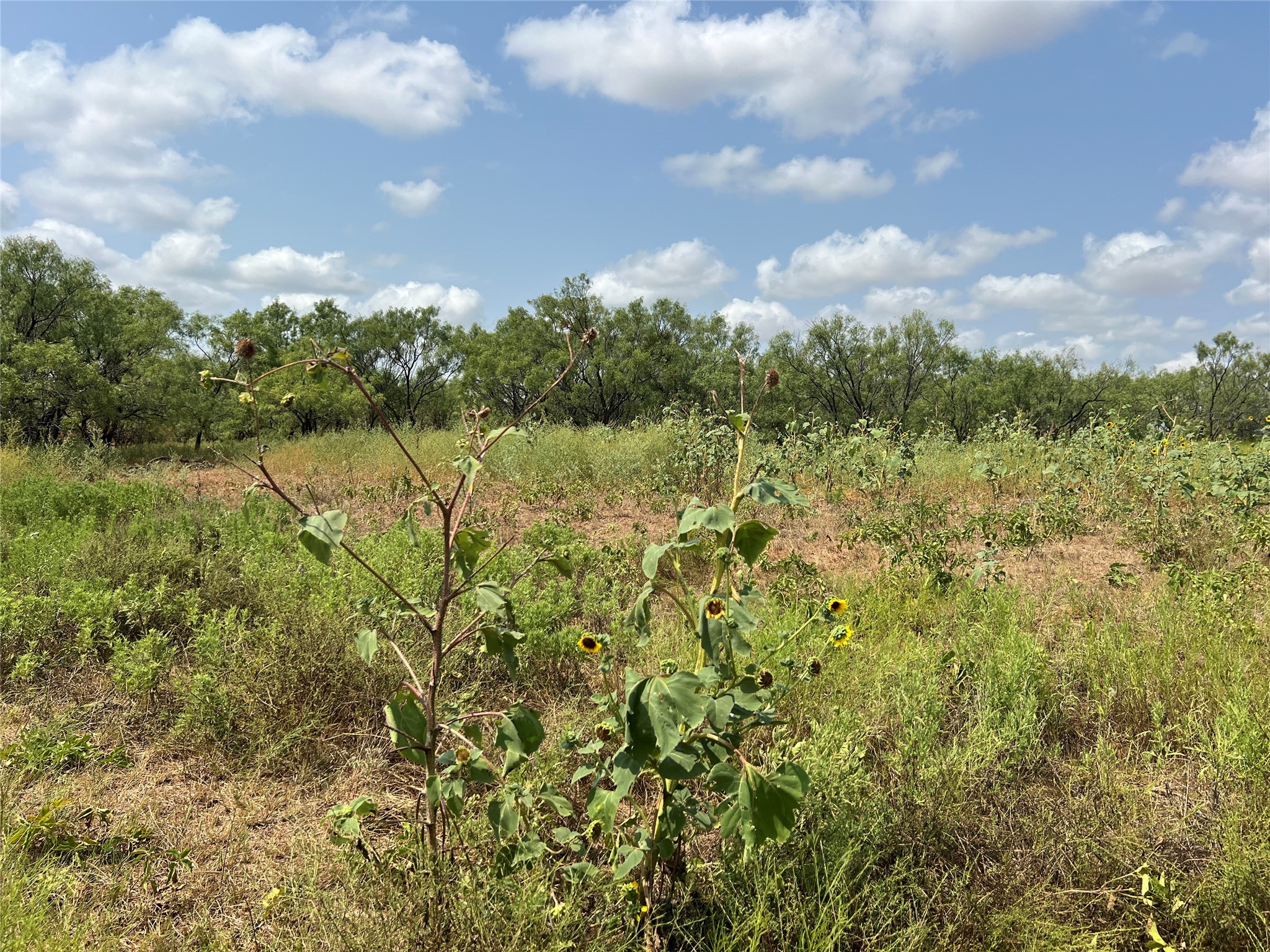 TBD FM 614, Ovalo, TX, 79541