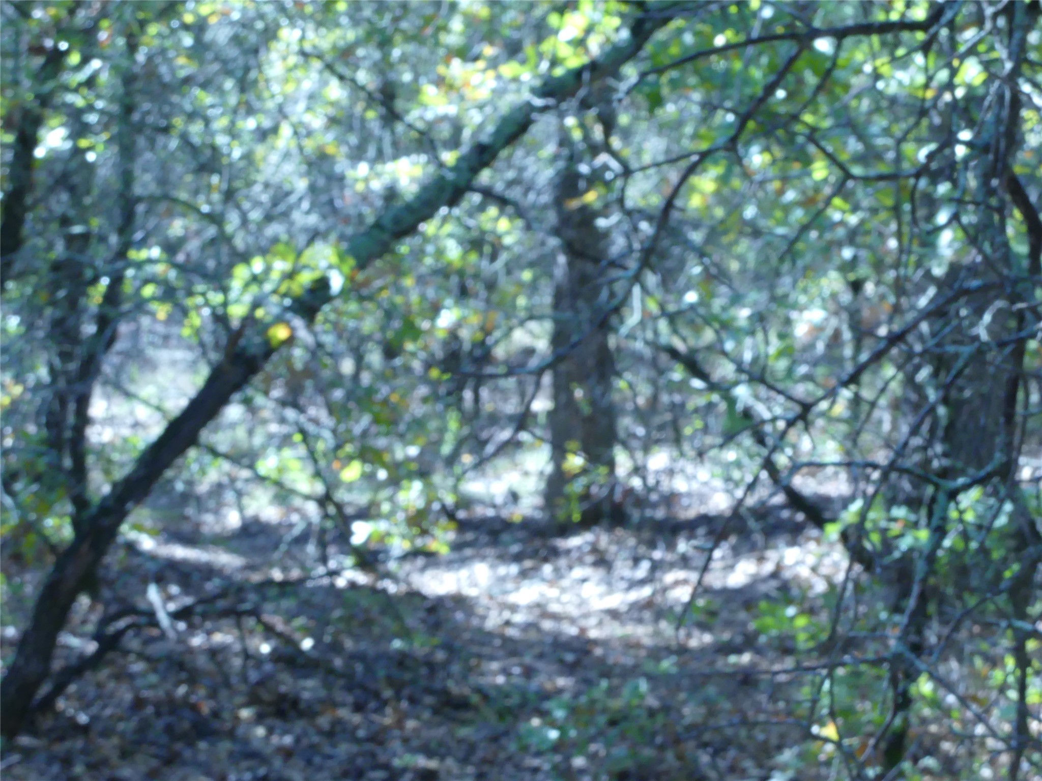 1746 Dog Kennel Road, Sunset, TX, 76270