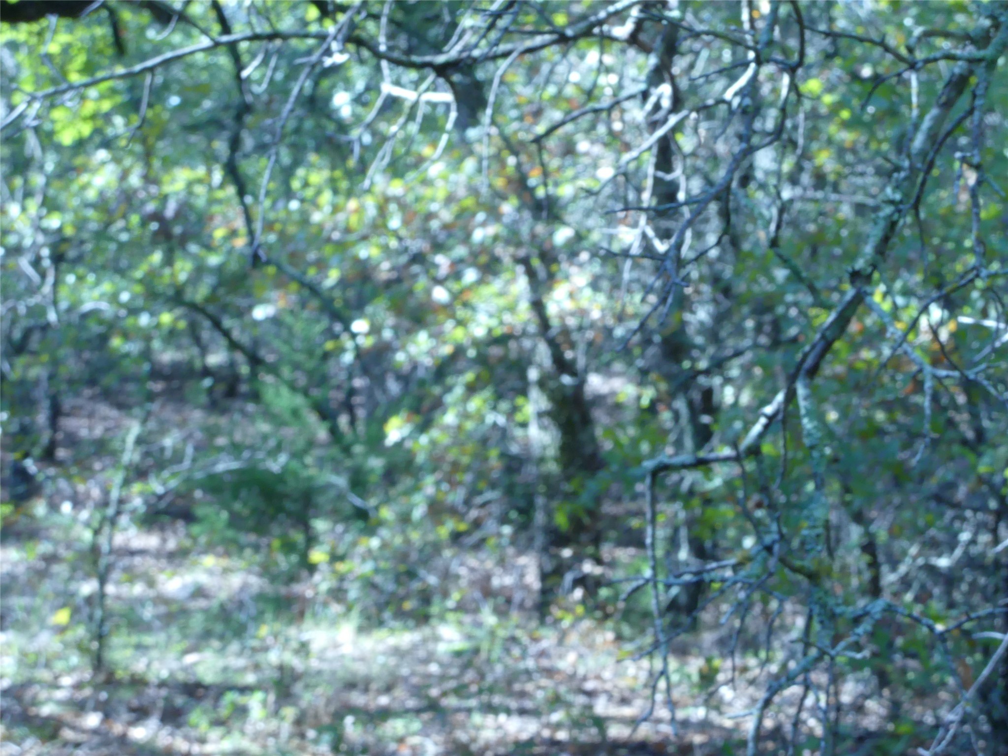 1746 Dog Kennel Road, Sunset, TX, 76270