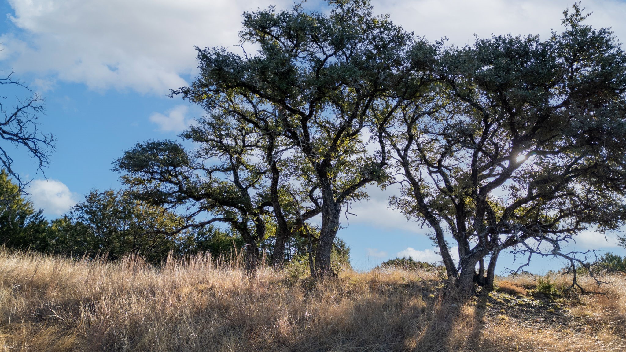 TBD County Road 162, Evant, TX, 76525