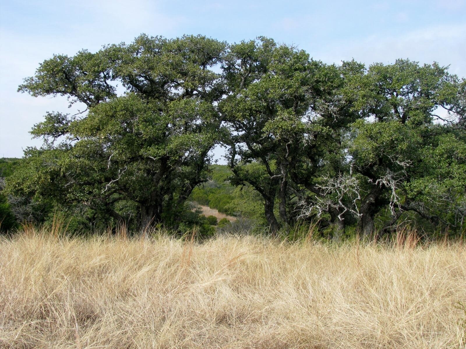 TBD County Road 162, Evant, TX, 76525