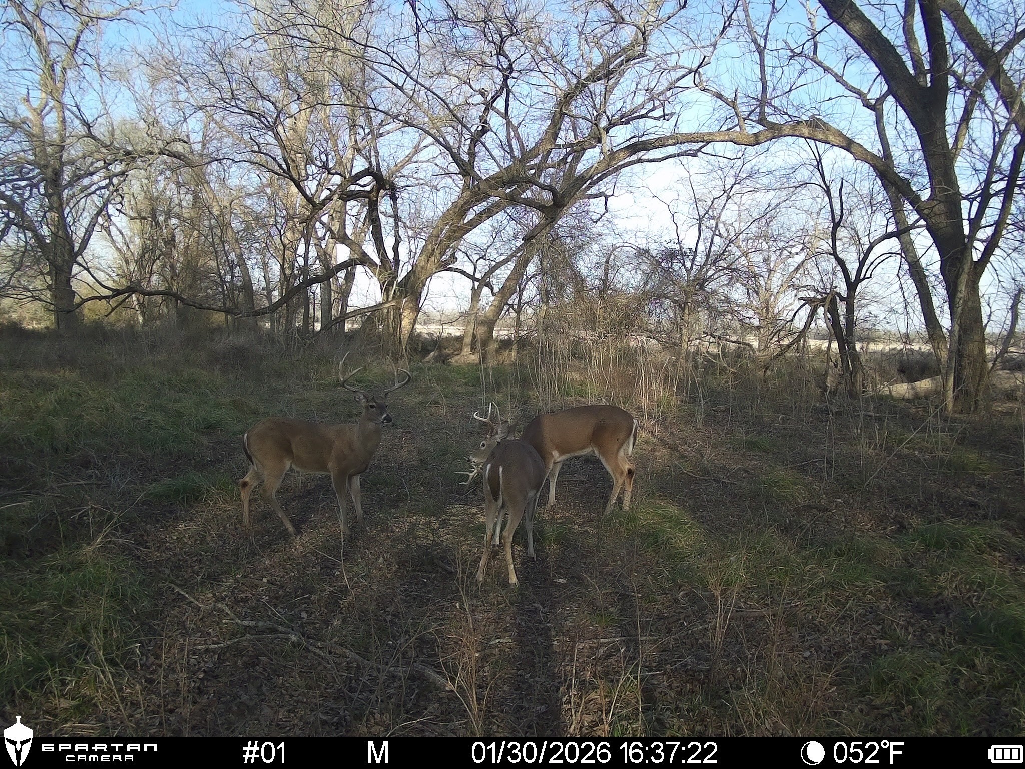 0 LCR 412, Groesbeck, TX, 76642
