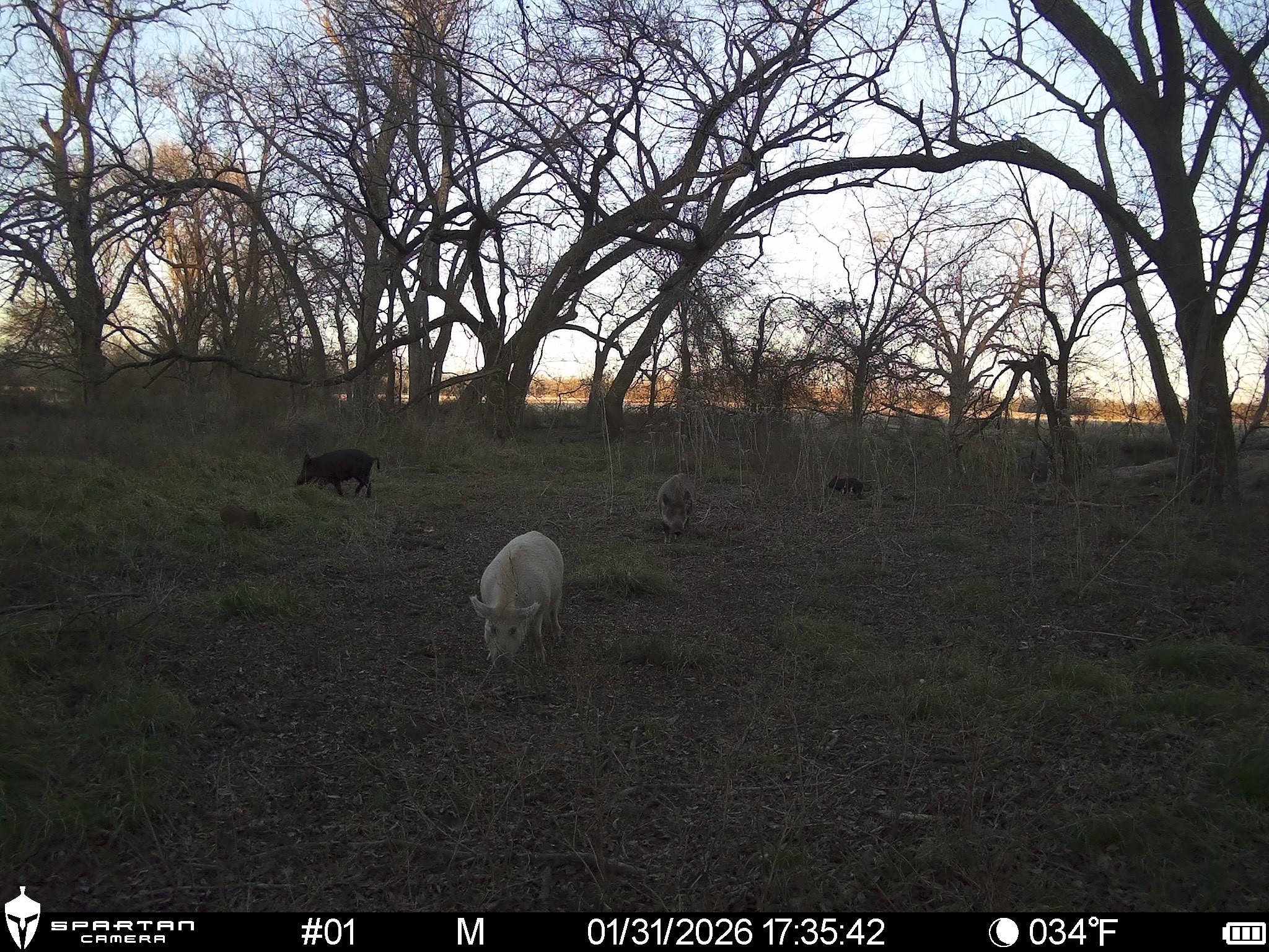 0 LCR 412, Groesbeck, TX, 76642