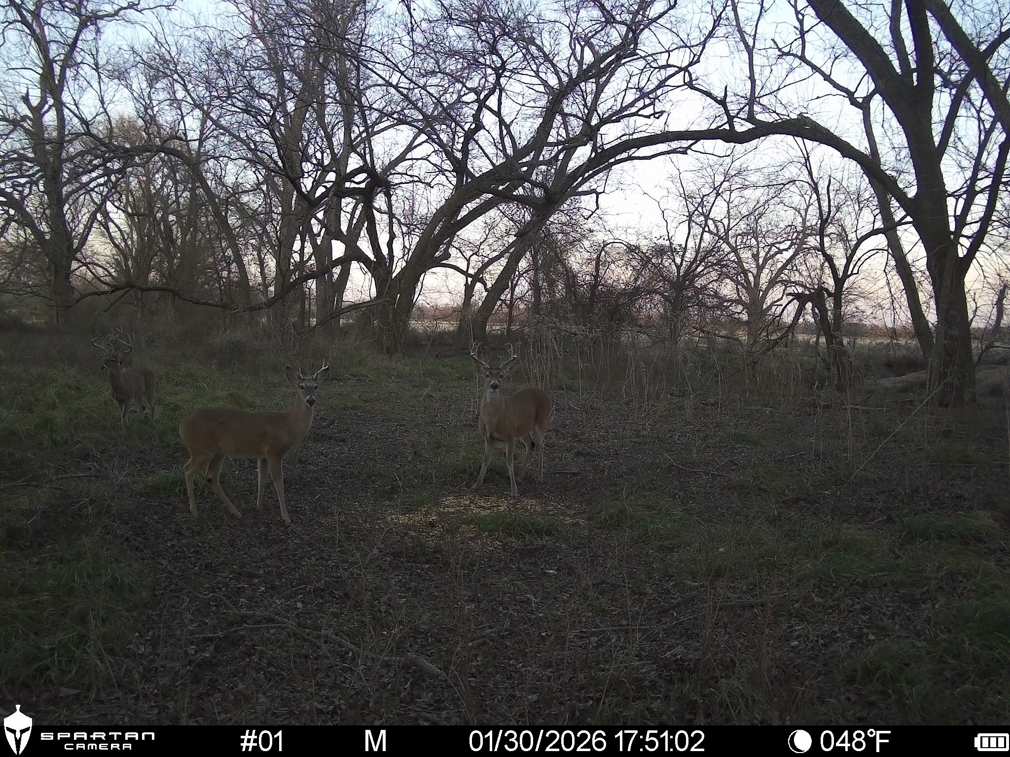 0 LCR 412, Groesbeck, TX, 76642
