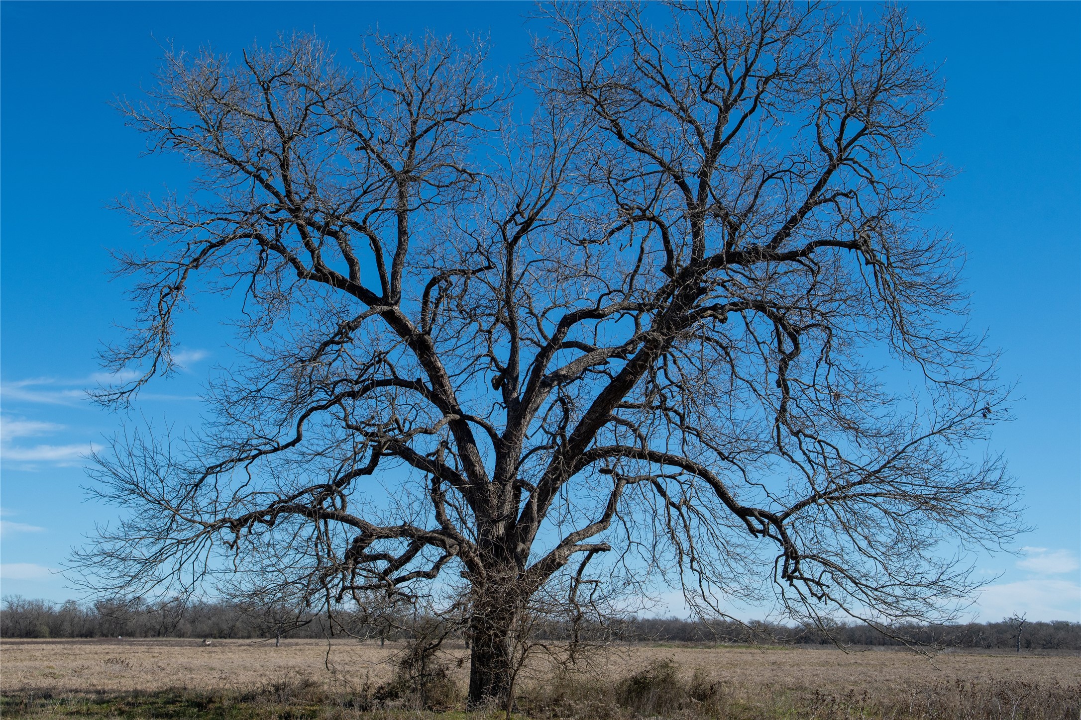 0 LCR 412, Groesbeck, TX, 76642