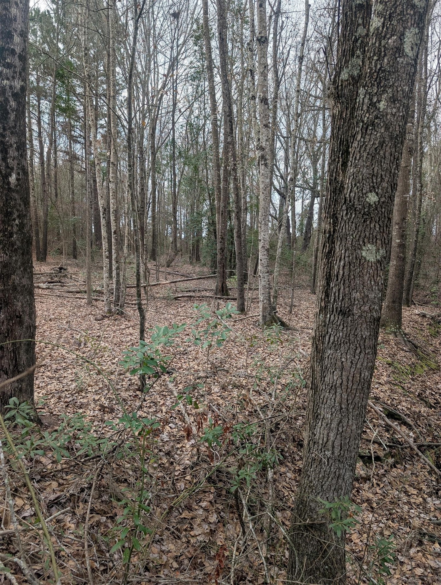 0 CR 3427, Hawkins, TX, 75765
