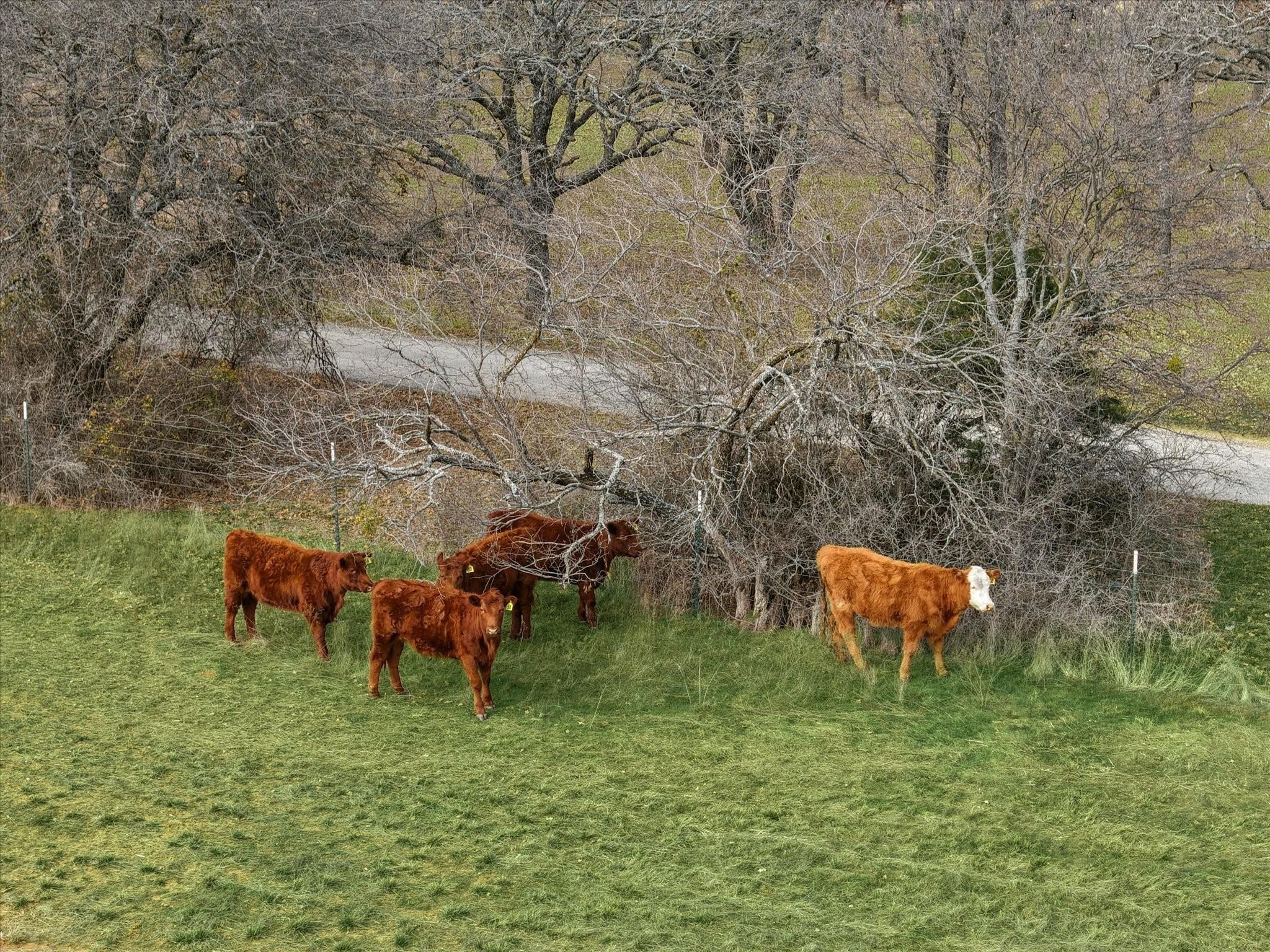 TBD Fm 4, Jacksboro, TX, 76458