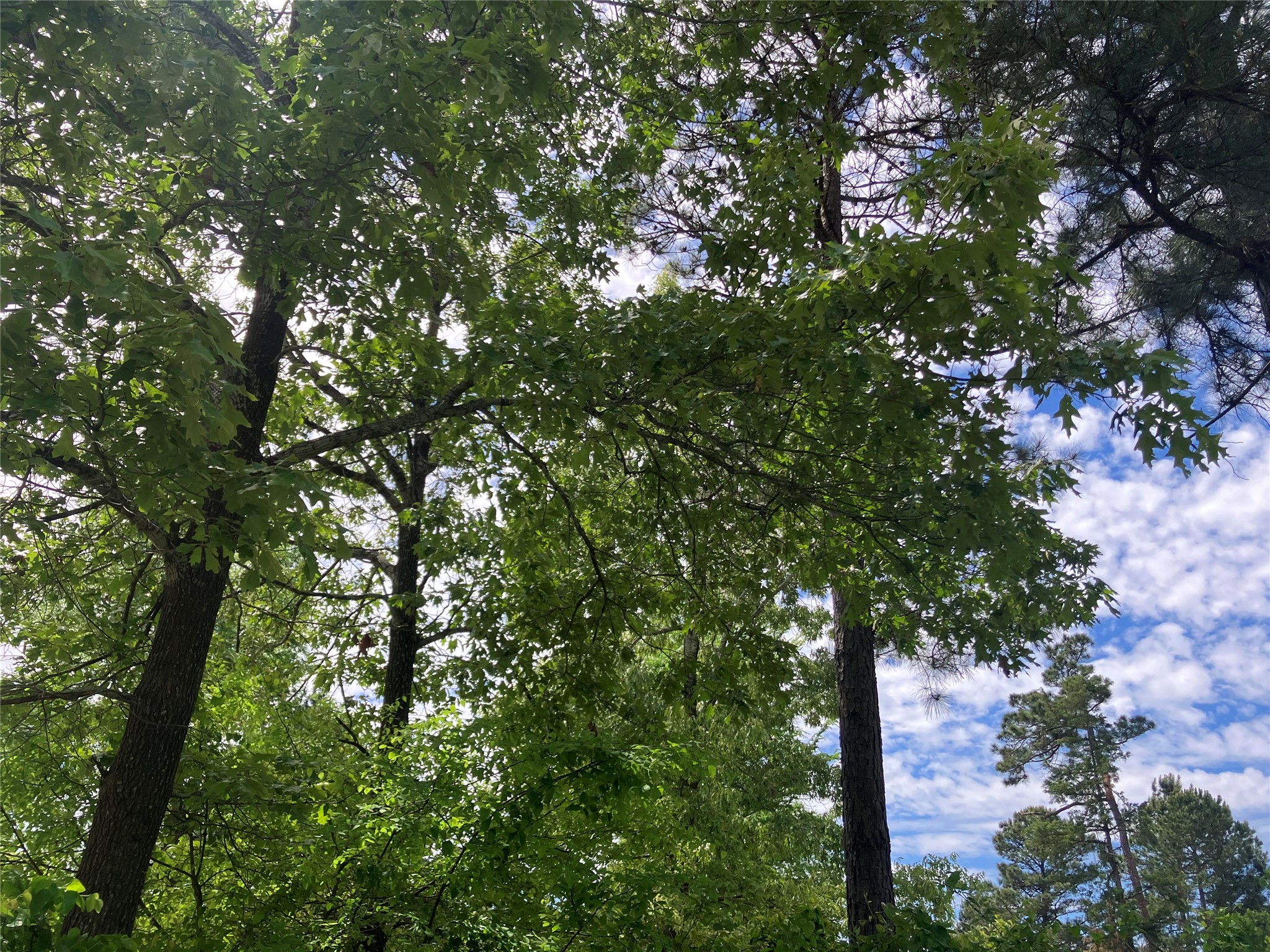 TBD Ridgeline Loop, Winona, TX, 75792
