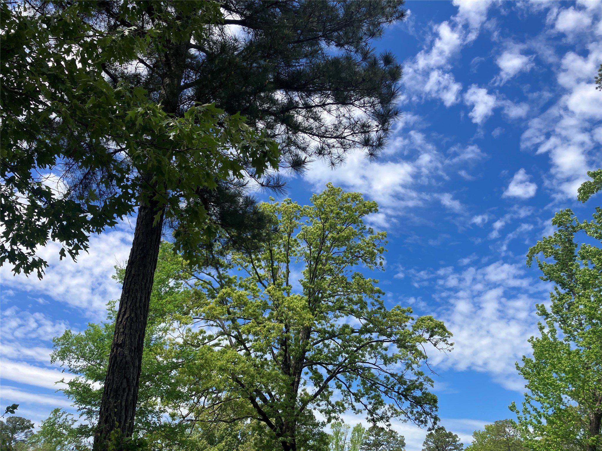 TBD Ridgeline Loop, Winona, TX, 75792