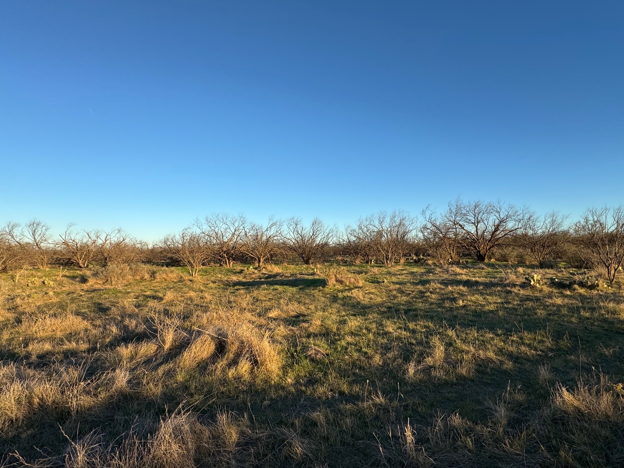 1240 FM 2312, Moran, TX, 76464