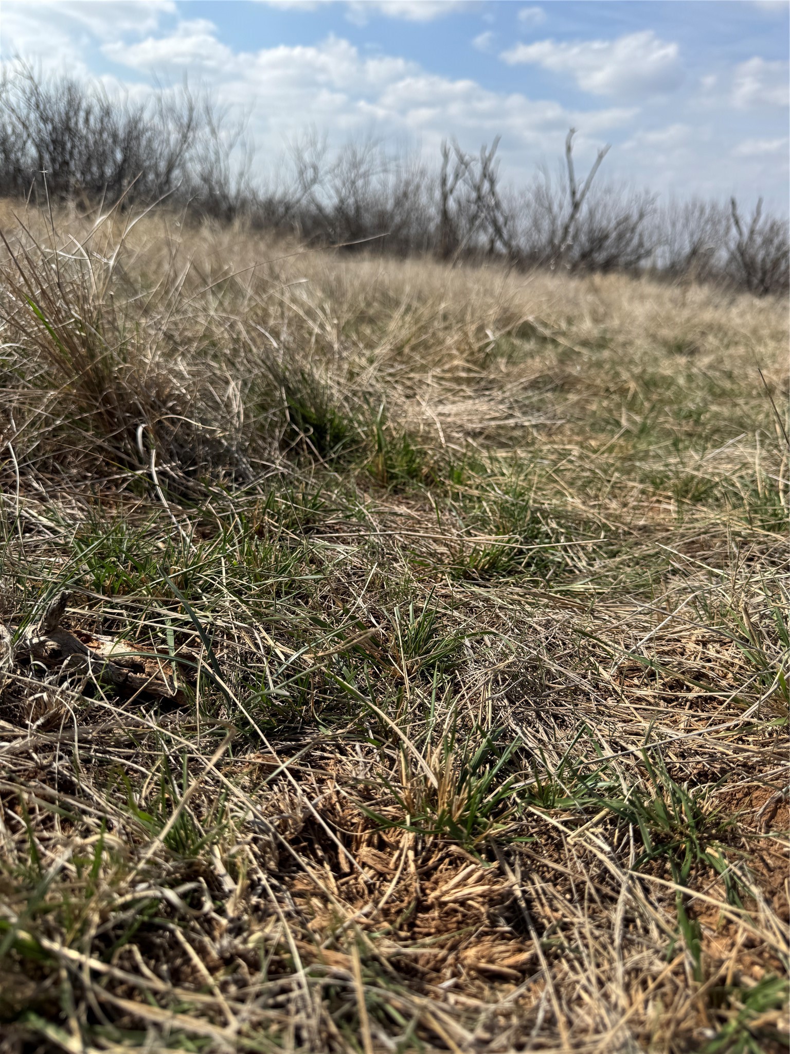 TBD CR 218, Seymour, TX, 76380