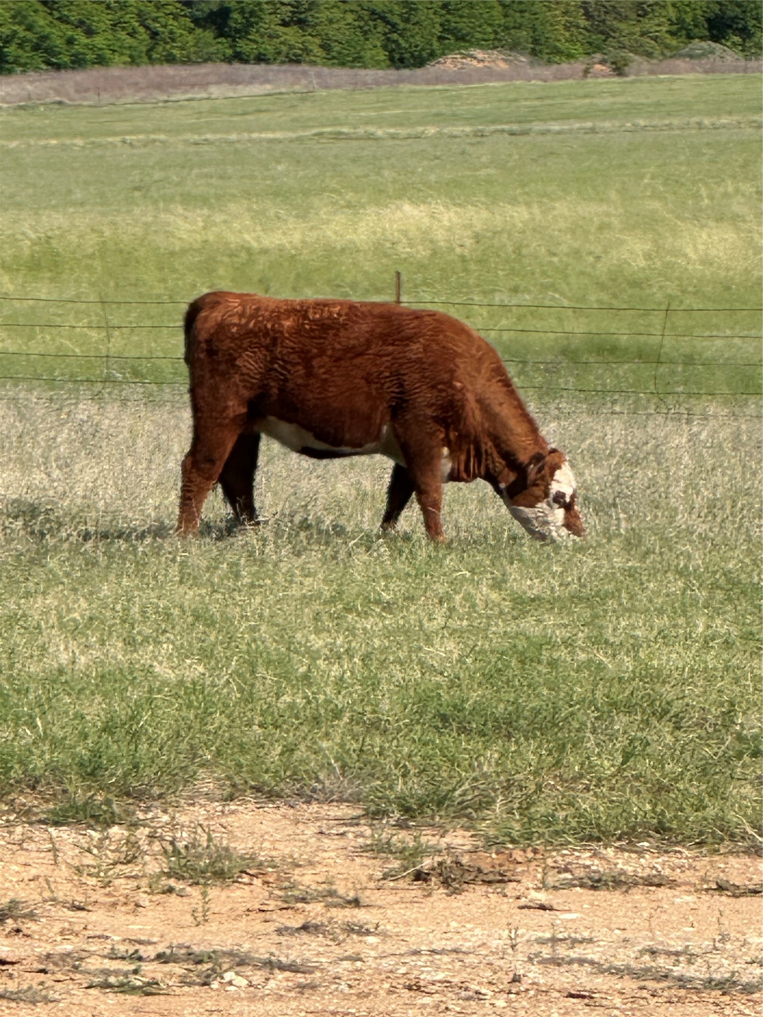 TBD Hwy 2247, Comanche, TX, 76442