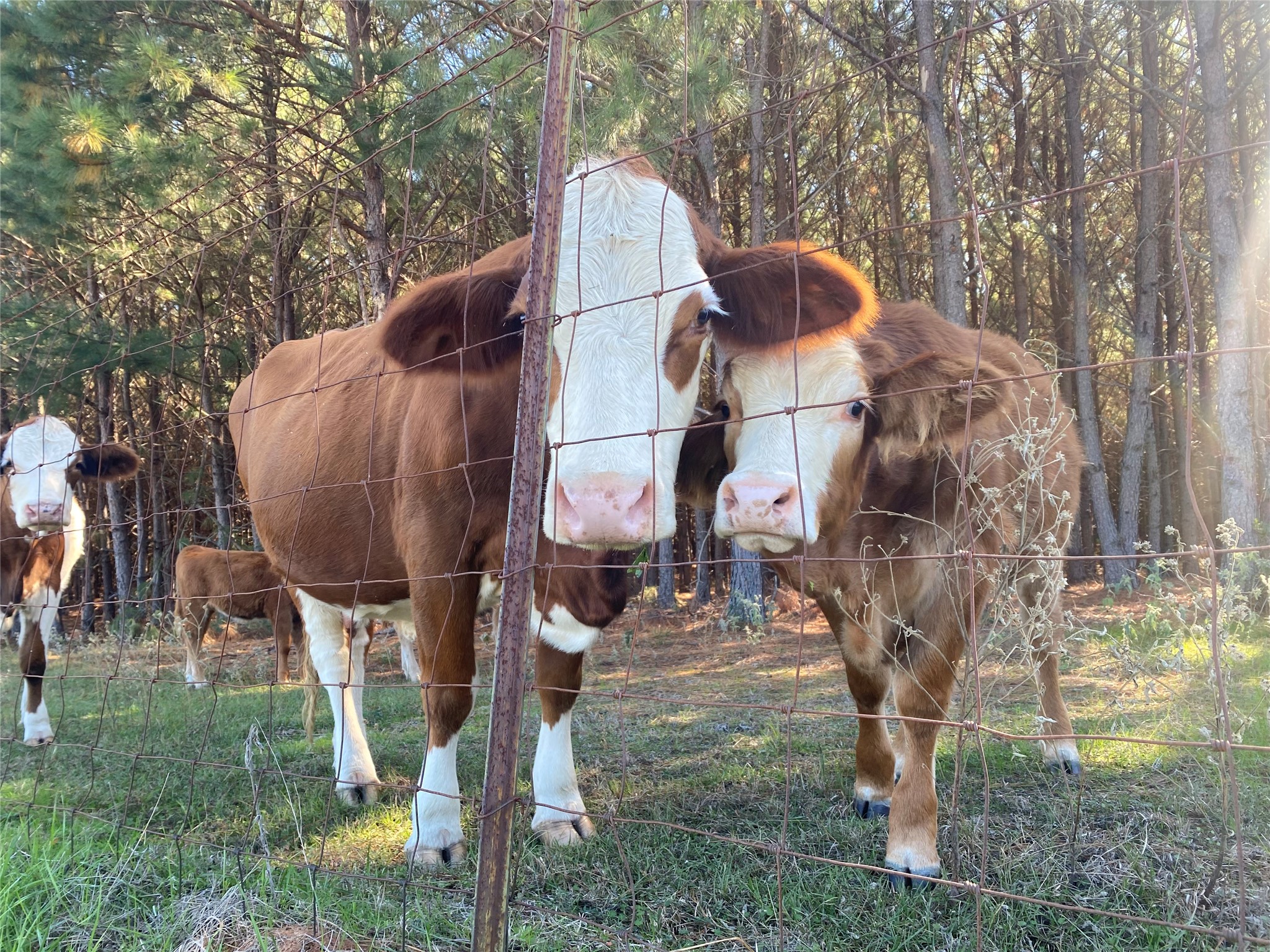 2685 Hawk Road, Diana, TX, 75640