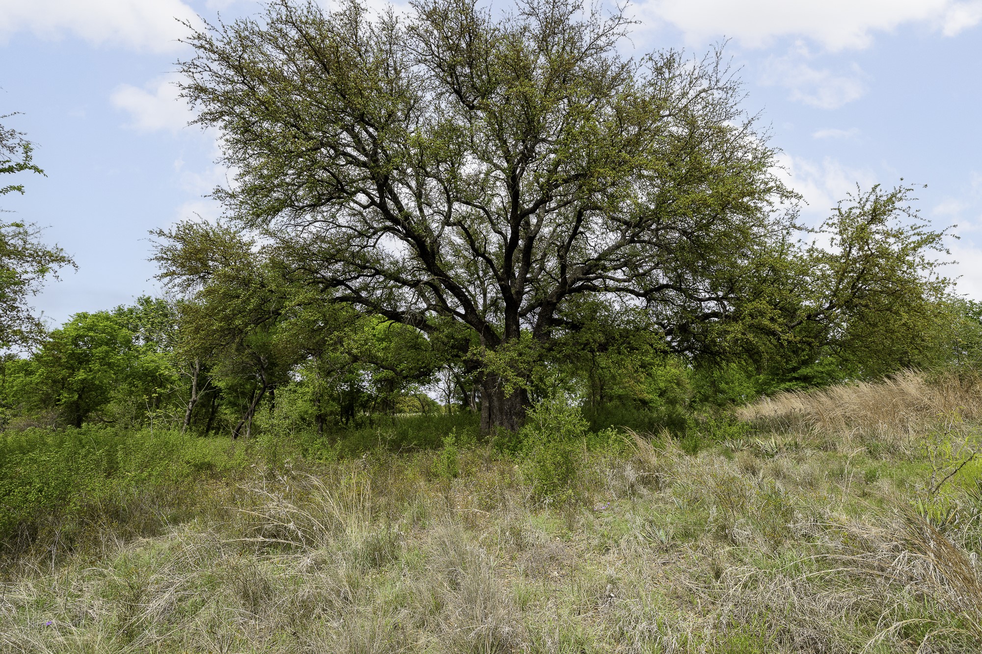 Property photo 04 of 000 Mason Court, Dublin, TX 76446 | MLS #21234507