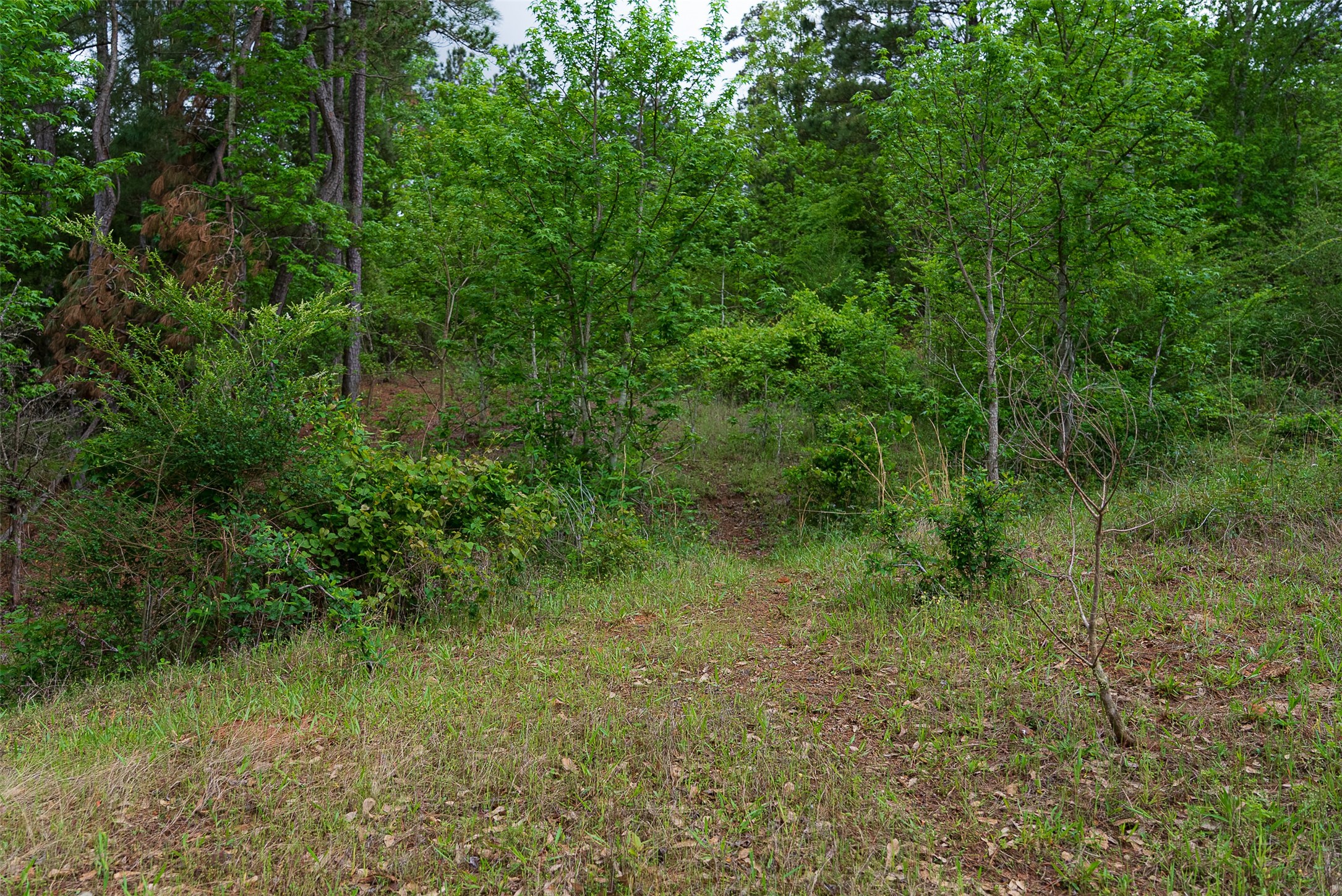 00 Tract 1 CR 1615, Jacksonville, TX, 75766