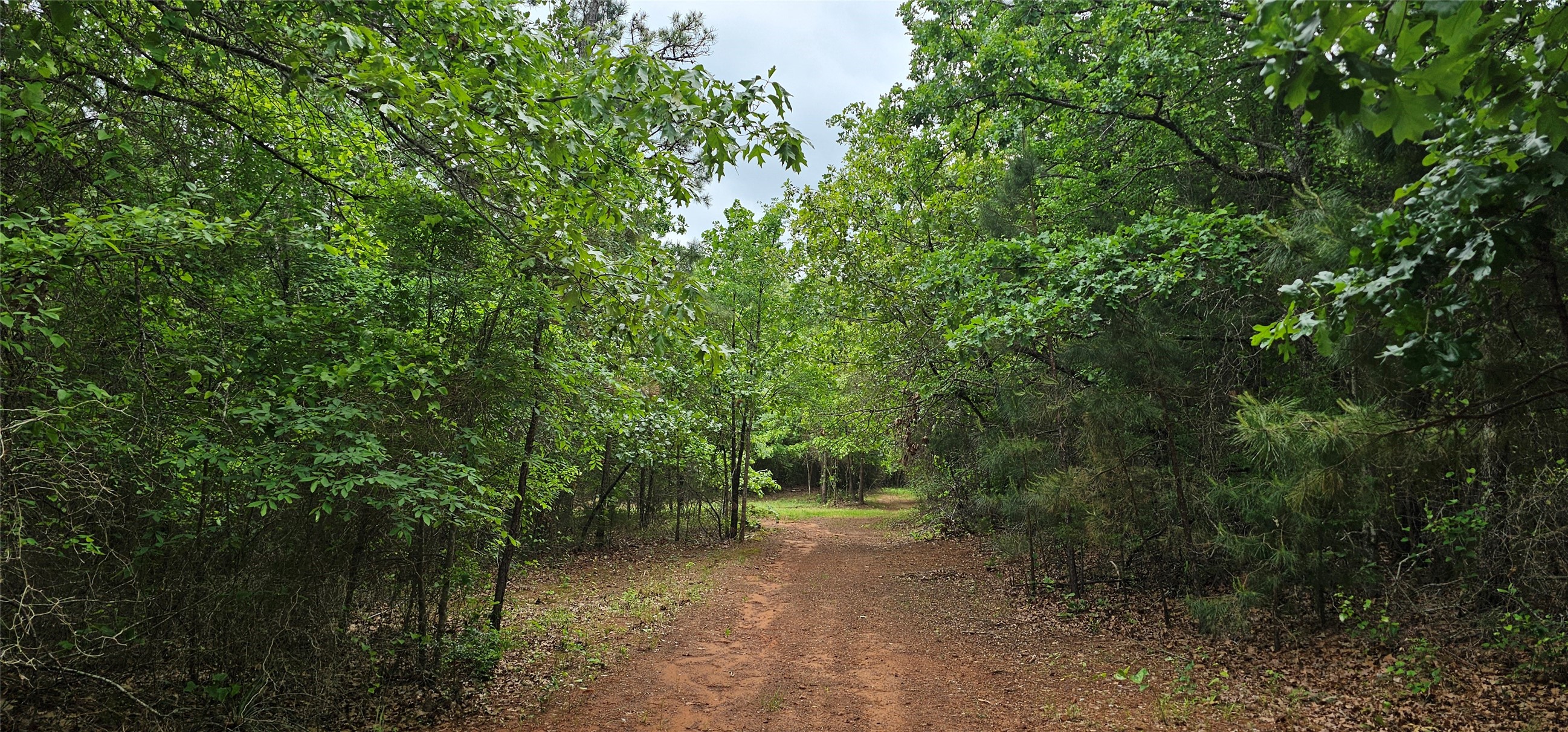 TBD VZ County Road 4814, Ben Wheeler, TX, 75754