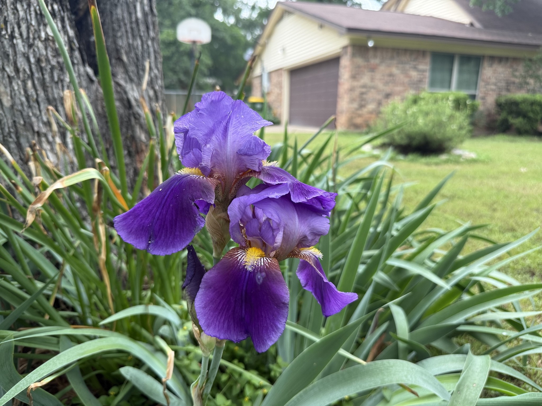 2009 Thousand Oaks Drive, Burleson, TX, 76028