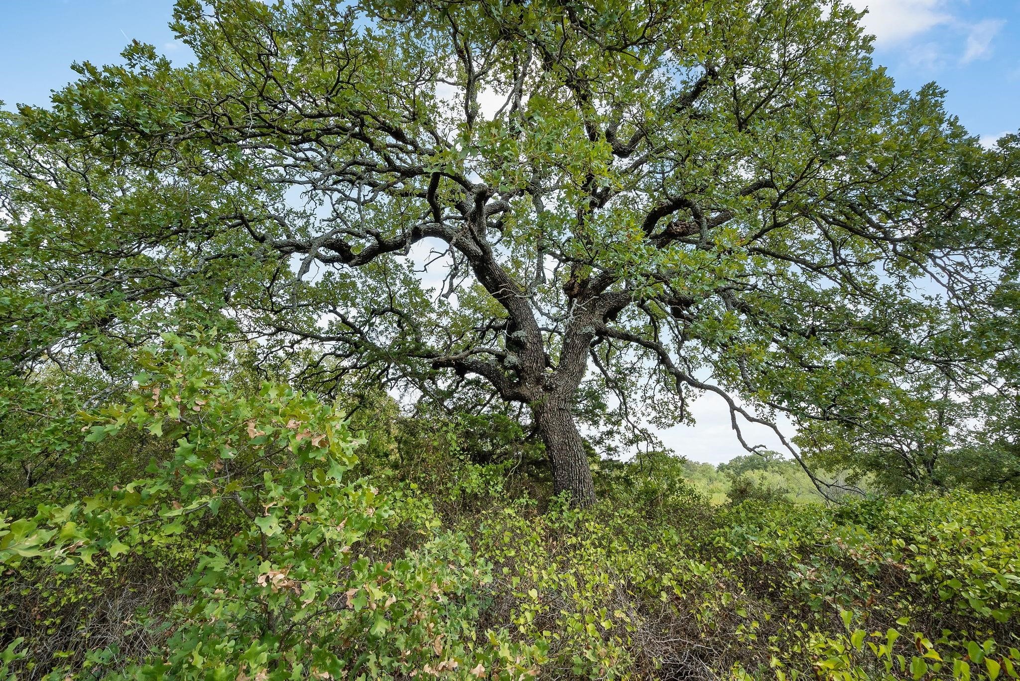 Lot 15 S Double B Ranch Road, Perrin, TX, 76486