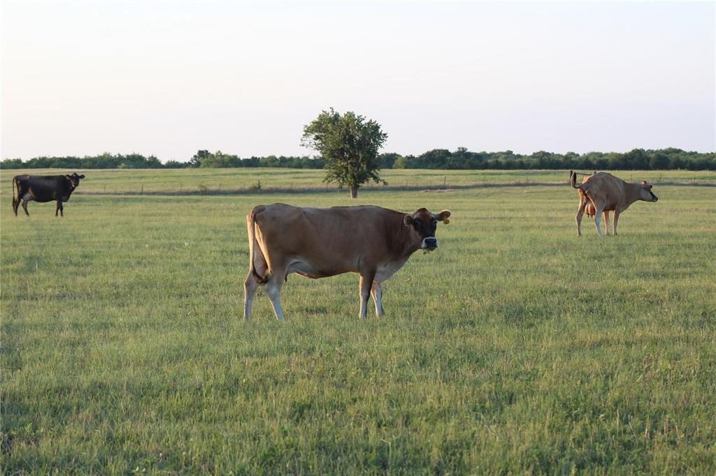 TBD CO RD 4518, Wolfe City, TX, 75496