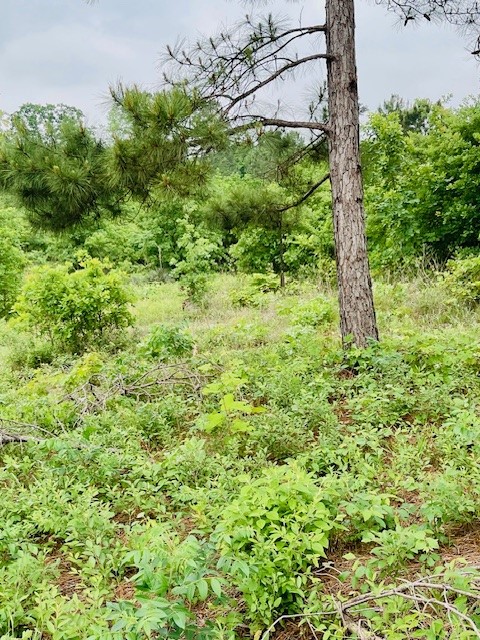 2665 County Road 3940, Mineola, TX, 75773