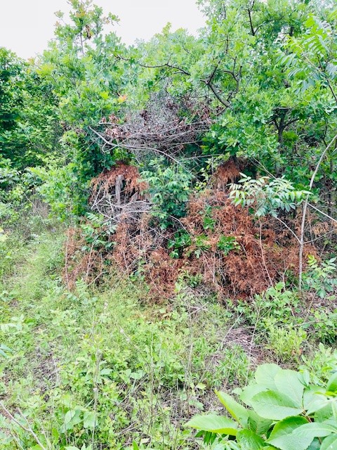 2665 County Road 3940, Mineola, TX, 75773